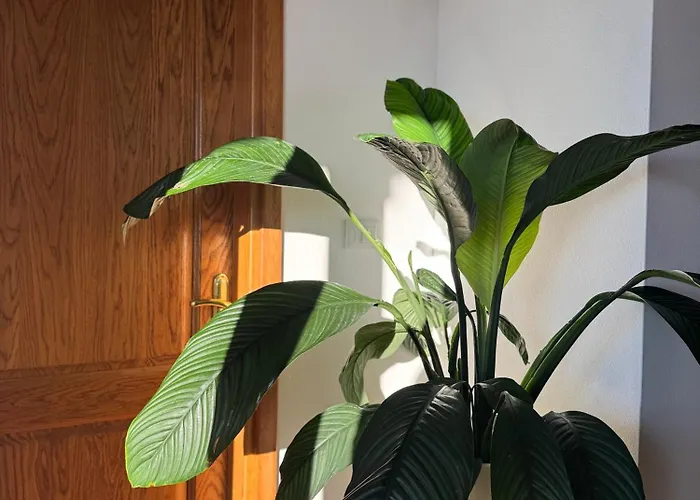 Casa Priani Bed & Breakfast Krasica (Istria)